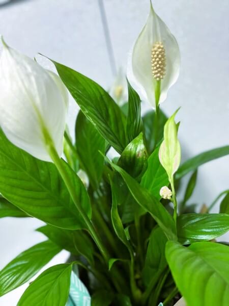 277